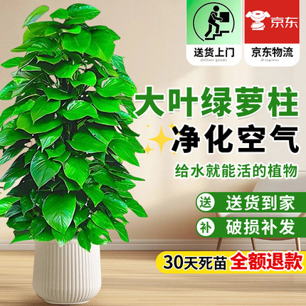 大叶绿萝柱客厅大盆栽室内大型绿植新房除甲醛净化空气植物好养活