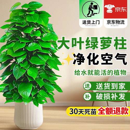 【顺丰包邮送货上门】大叶绿萝柱