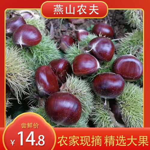 遵化 迁西2025年 正宗新鲜野生现摘 燕山板栗2斤栗子当季特产包邮 - 封面