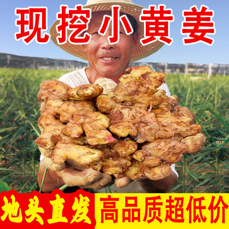 【地头直发】正宗小黄姜云南生嫩姜无硫现挖带泥老姜腌制新鲜调料怎么看?