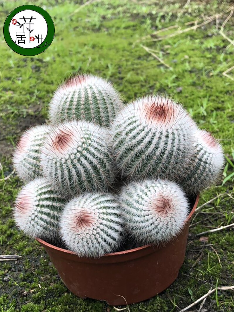 红芙蓉开花群生仙人球室内办公桌面防辐射吸甲醛多肉植物自产自销