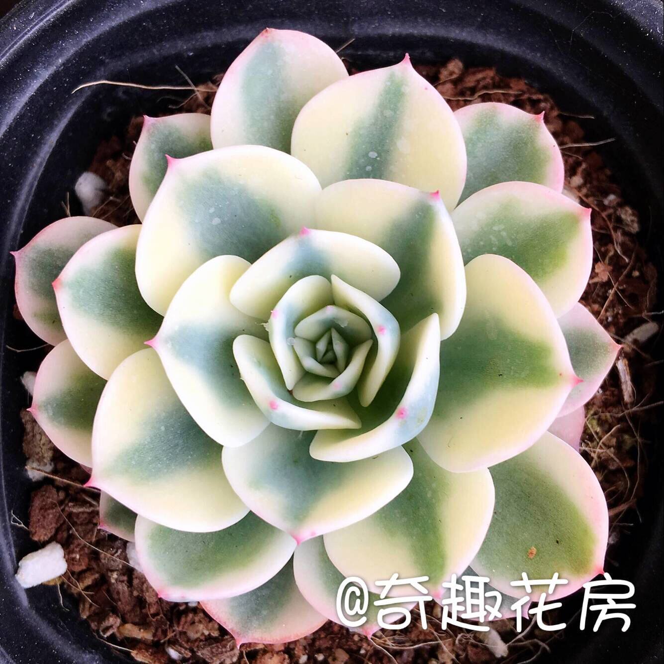 【多头群生玉蝶】多肉植物玉蝶老桩室内防辐射盆栽 多肉一物一拍