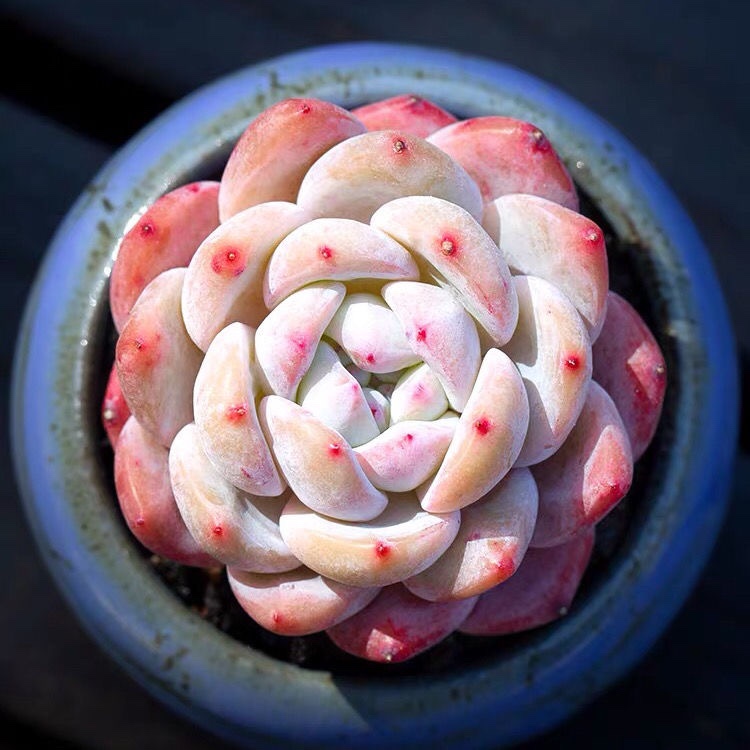 橙梦露多肉植物超萌肉肉植物室内阳台精品四季盆栽血天使大橙子