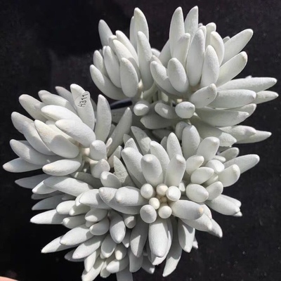 银月高贵银白色 多肉植物盆栽花卉绿植银蚕群生多头肉肉净化空气