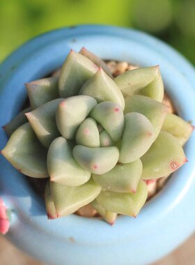 黄金象牙多肉植物胖嘟嘟办公室迷你厚叶草稀有贵货盆栽花卉肉肉
