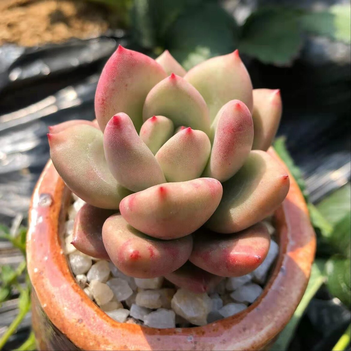 奶油鳄梨 多肉 多肉植物进口肉肉办公室室内盆栽花卉绿植花卉植物