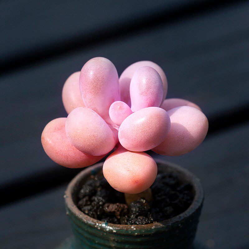 婴儿手指多肉植物奶酪多肉组合盆栽绿植多肉手指叶片奶酪桃蛋香水