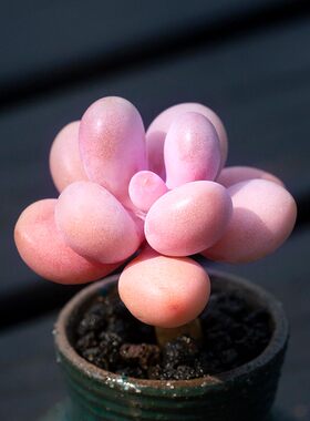 婴儿手指多肉植物奶酪香水桃蛋