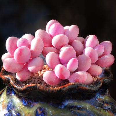 绿植奶酪原始盆栽桃蛋多肉植物