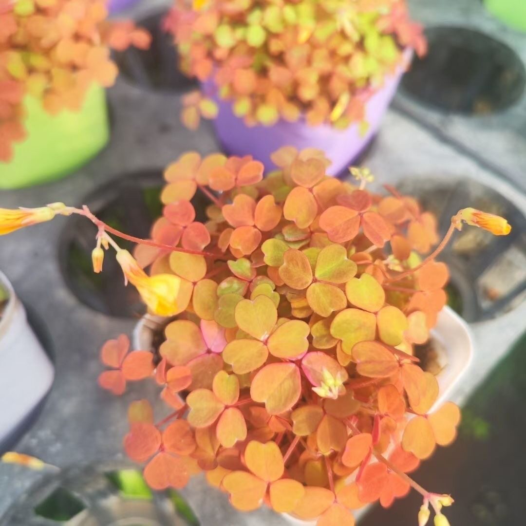 黄花酢浆草熔岩小红枫桌面植物室内稀奇古怪的植物四季变色彩叶草