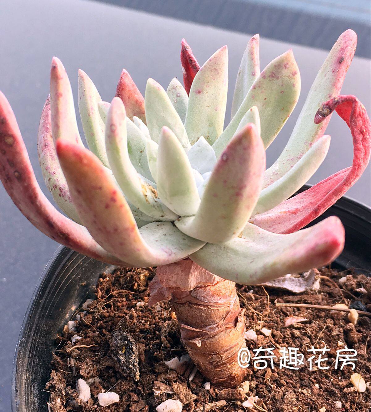 多肉棒叶仙女杯御剑白霜多肉盆栽【仙女杯雪山御剑初霜老桩群生】