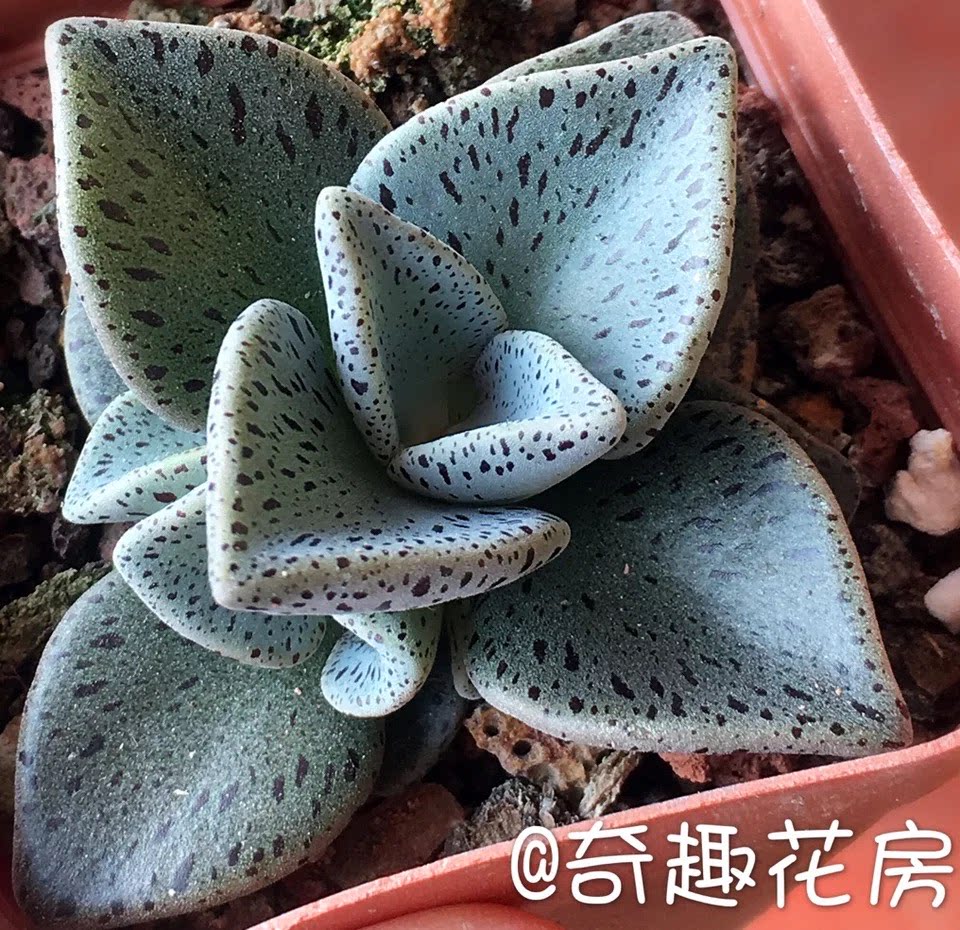 多肉植物  京鹿之子 雀扇多肉办公室绿植花卉组合小盆栽斑点多肉