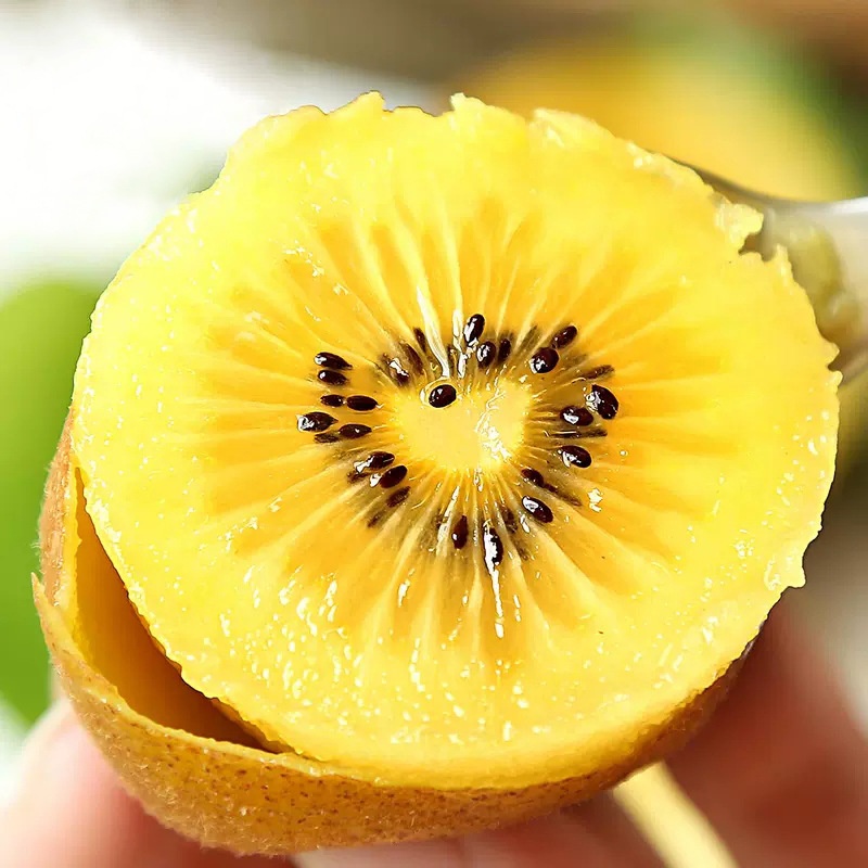 国产当季黄心奇异果猕猴桃高维生素孕妇儿童可食用软糯鲜甜