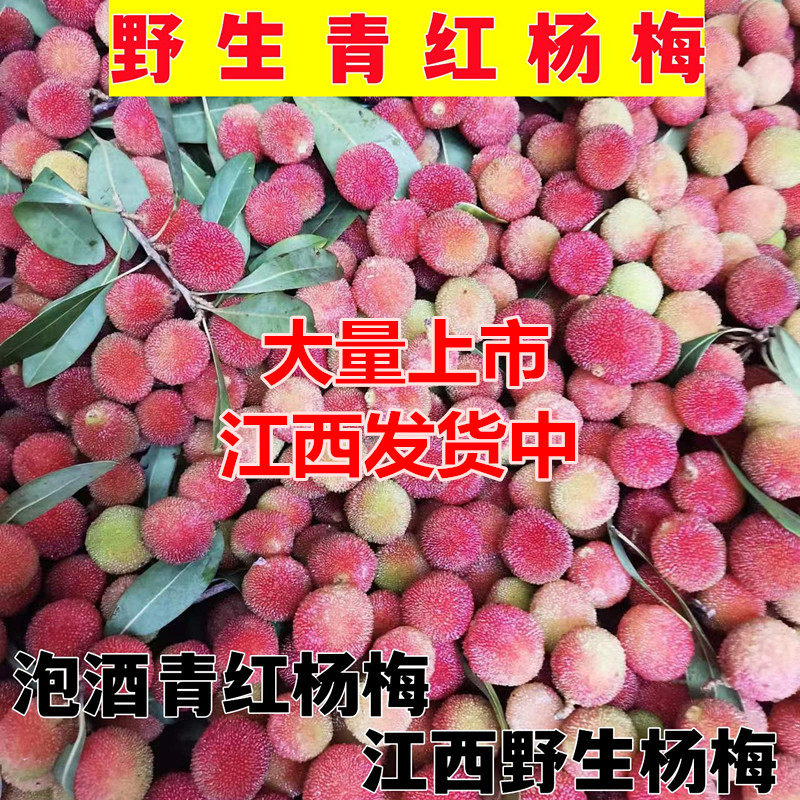 江西野生杨梅青红杨梅泡酒杨梅现摘现发酸杨梅山杨梅杨梅酒