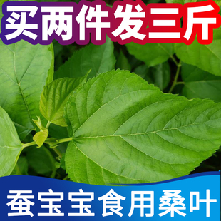 新鲜桑叶蚕宝宝养蚕食用桑叶树苗大小嫩叶现摘新鲜桑叶纯叶片500g