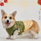 Демисезонное удерживающее тепло праздничнное ципао, майка топ, флисовый пуховик, осенний сезон