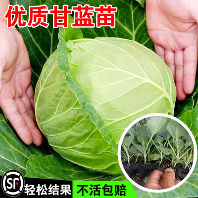 绿甘蓝苗紫甘蓝包菜秧苗卷心菜大头牛心菜种春秋季盆栽高产蔬菜苗