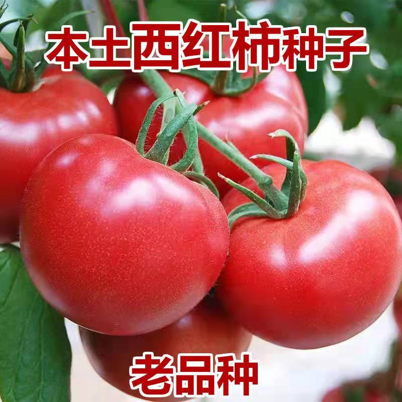 米兰老品种西红柿苗四季番茄苗