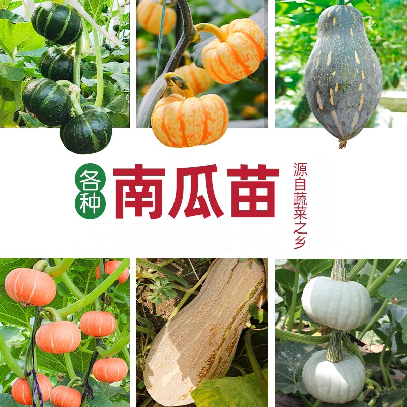 香芋小南瓜种子苗秧高产香甜贝贝秧苗板栗蜜本蔬菜种籽孑瓜类大全