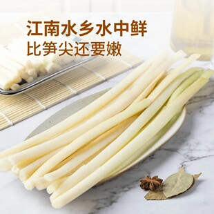新鲜净蒲菜鲜嫩野菜茭白淮扬名菜蒲笋水生竹笋真空包装1000g