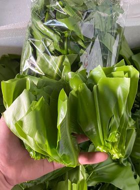 新鲜台湾山苏菜鸟巢蕨西餐酒店特色野菜Bird's-nest fern新鲜山苏