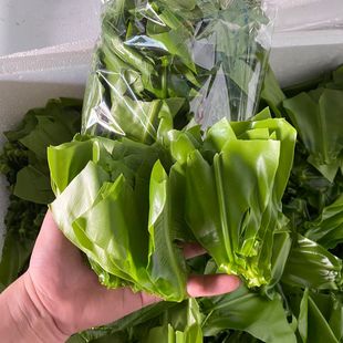 fern新鲜山苏 nest 新鲜台湾山苏菜鸟巢蕨西餐酒店特色野菜Bird