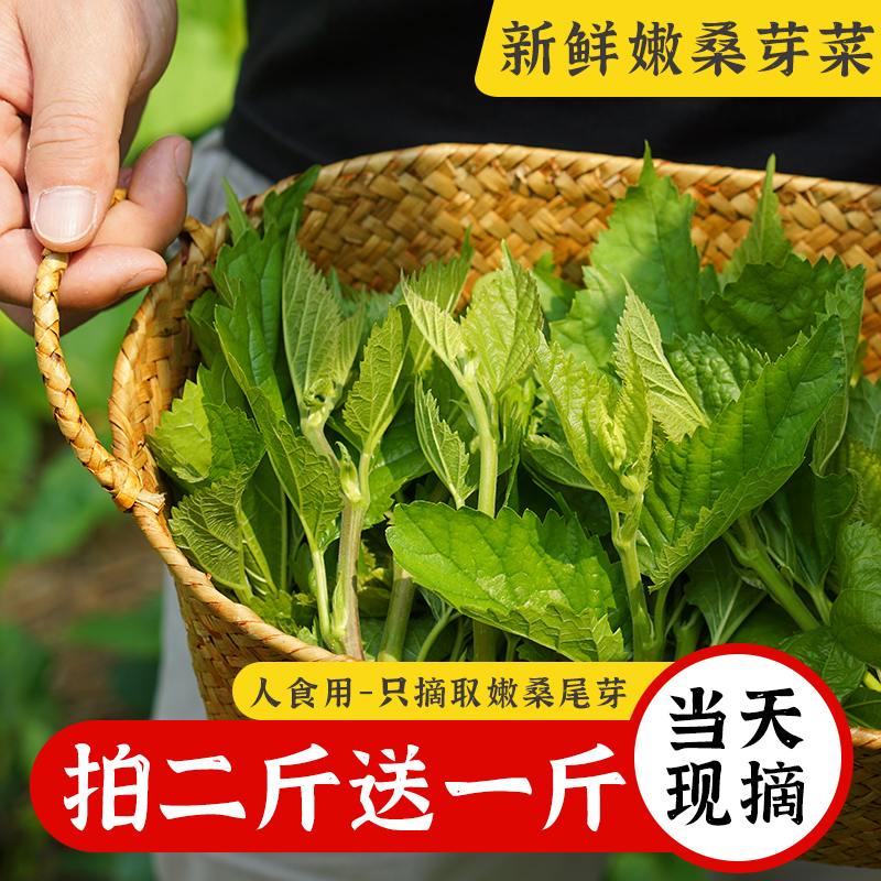 顺丰/1斤当天现摘新鲜嫩桑芽菜人食用桑叶菜酒店农庄特色上汤桑尾 传统滋补营养品 桑叶 原图主图