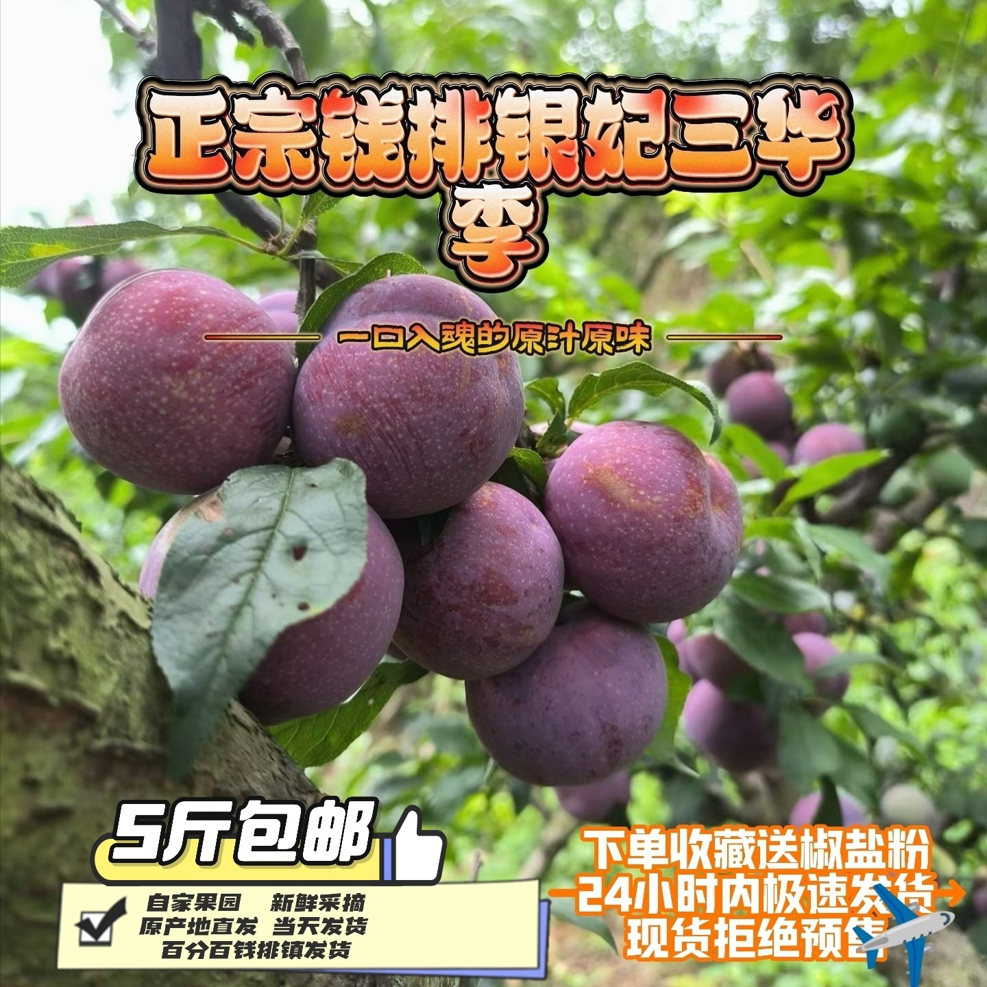 【24小时发货】正宗钱排银妃三华李新鲜现摘农家李子孕妇水果
