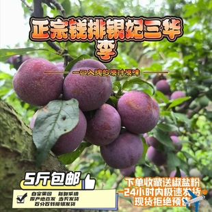 【24小时发货】正宗钱排银妃三华李新鲜现摘农家李子孕妇水果