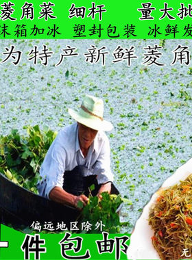 晶凤无为当年新鲜菱角菜