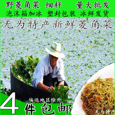 晶凤无为当年新鲜菱角菜