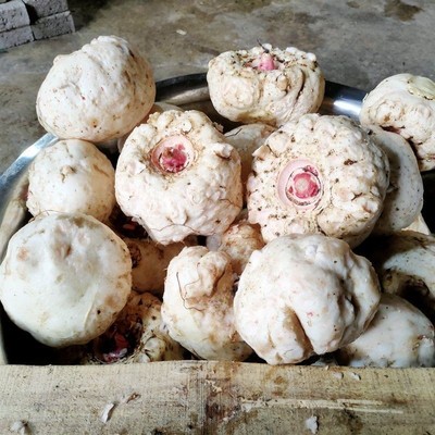 贵州黔东南特产农家种新鲜魔芋火锅年货纯手工0脂肪食用