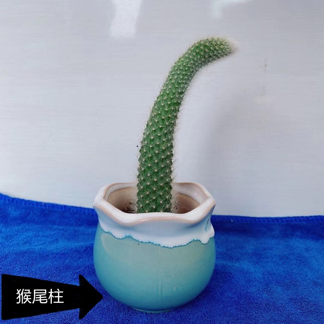 多肉植物仙人掌科猫尾巴猴尾柱软毛猴尾巴九尾狐阳台室内吊兰盆栽 猪猪花艺 淘优券