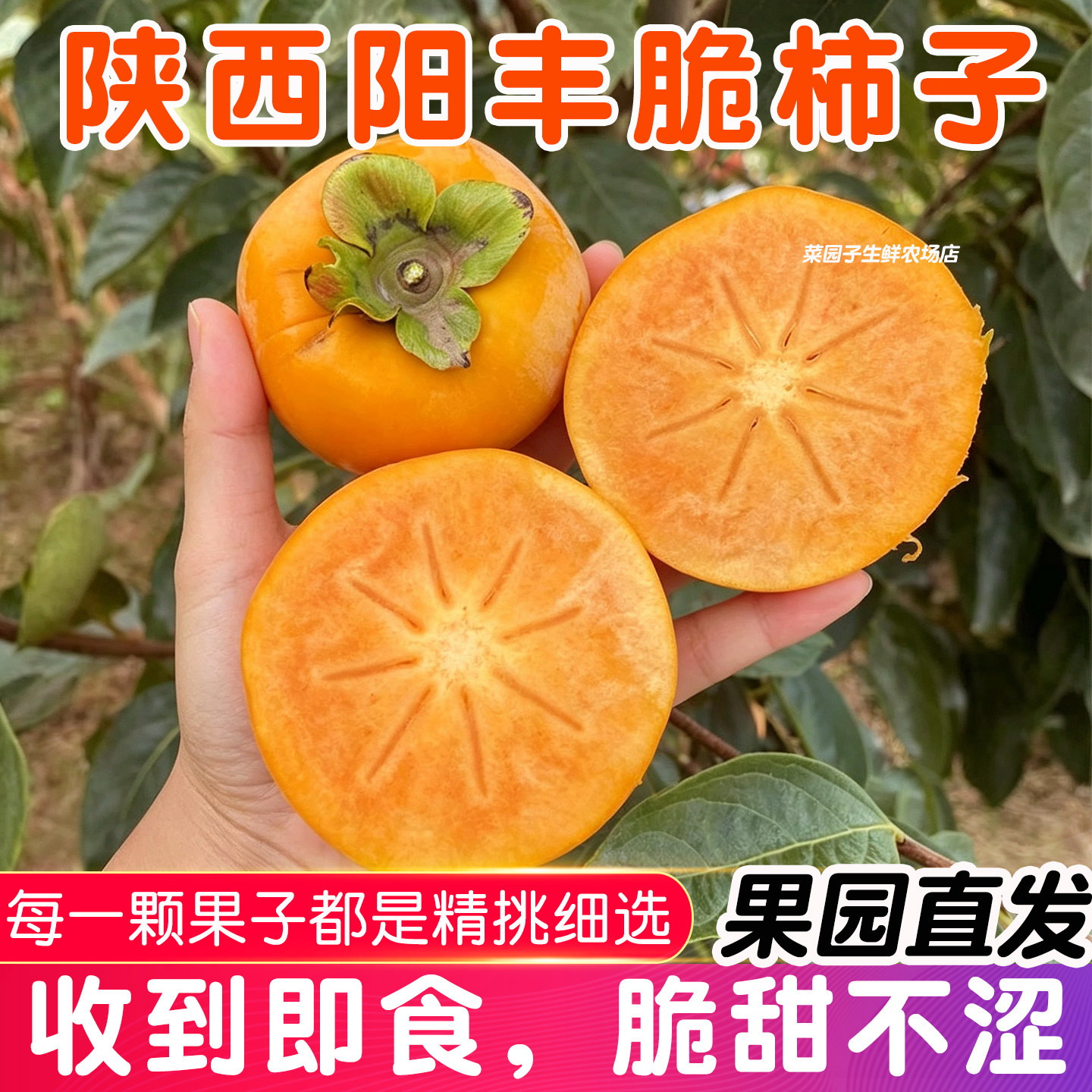 阳丰脆柿巧克力脆柿子5斤整箱装新鲜水果当季整箱黄甜硬柿子特产