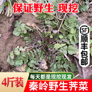 顺丰 秦岭野生荠菜野菜新鲜秦岭地丁菜饺子混沌馅现挖现发4斤 包邮
