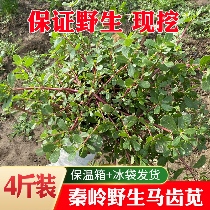 秦岭野生马齿苋新鲜现挖农家野菜红杆径长寿菜马齿菜马蜂菜4斤装