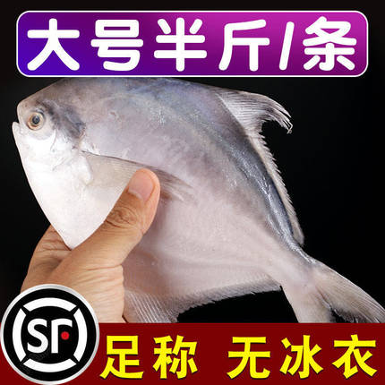 2斤4条东海白鲳鱼片鱼海鲜冻品鱼新鲜