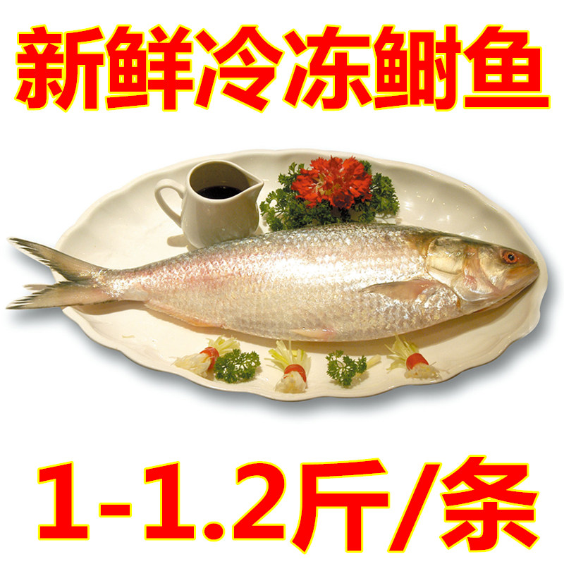 新鲜冷冻鲥鱼 鲥鱼 海鲜  1斤-1.2斤每条价钱