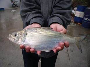 淡水养殖新鲜的鲥鱼600g-700g/条 新鲜发货