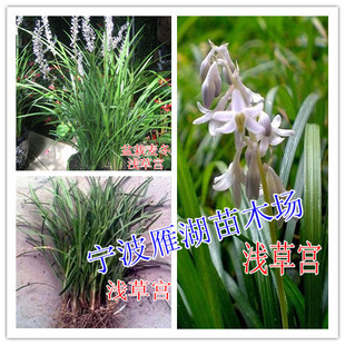 纯正浙江宁波麦冬苗 麦门冬 沿阶草 书带草 原生麦冬苗绿植