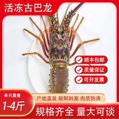 古巴龙虾活冻巴西大龙虾波龙小蜜蜂青龙仔澳洲海鲜水产顺丰 包邮