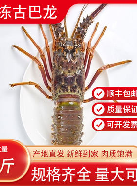生冻古巴龙虾新鲜速冻肉质饱满