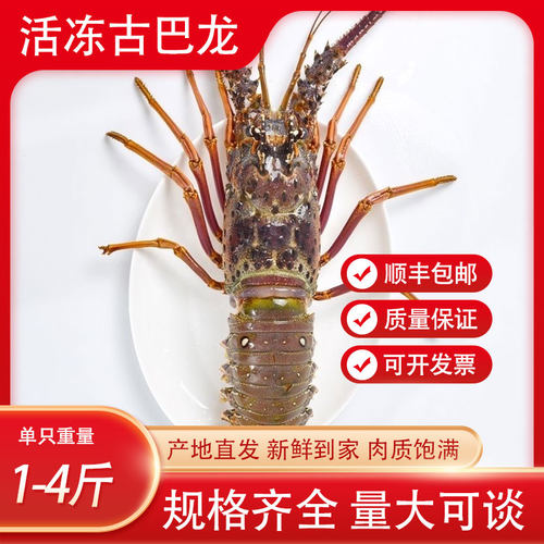 生冻古巴龙虾新鲜速冻肉质饱满