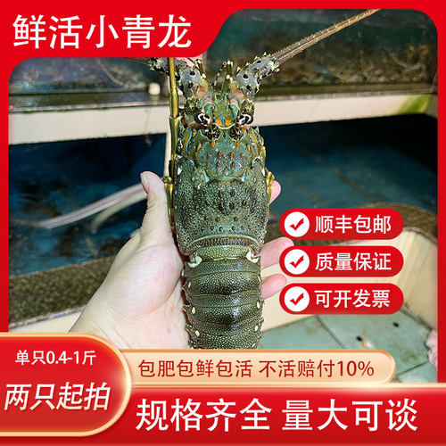 鲜活生猛小青龙龙虾海鲜水产全国充氧活发包鲜包肥顺丰包邮