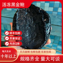 新西兰黑金鲍带壳鲍鱼鲜活冷冻正品澳洲新鲜大鲍鱼黑边鲍壳