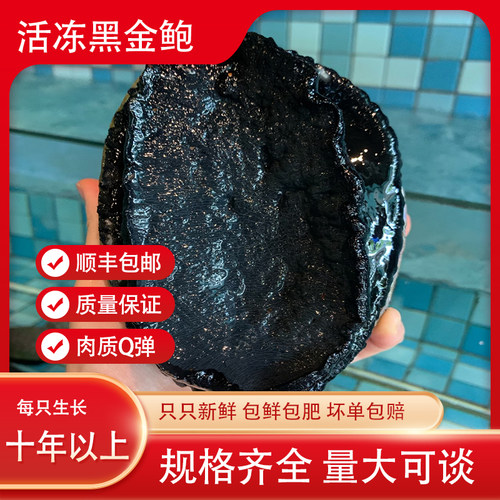 新西兰黑金鲍带壳鲍鱼鲜活冷冻正品澳洲新鲜大鲍鱼黑边鲍壳
