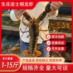 波士顿龙虾生冻波斯顿大虾食用水产速冻海鲜加拿大波龙特卖