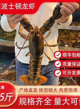 波士顿龙虾生冻波斯顿大虾食用水产速冻海鲜加拿大波龙特卖