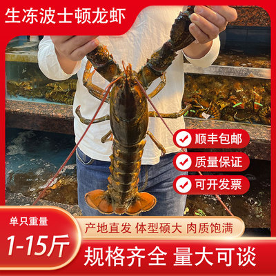生冻波士顿龙虾锁鲜发货肉质鲜美