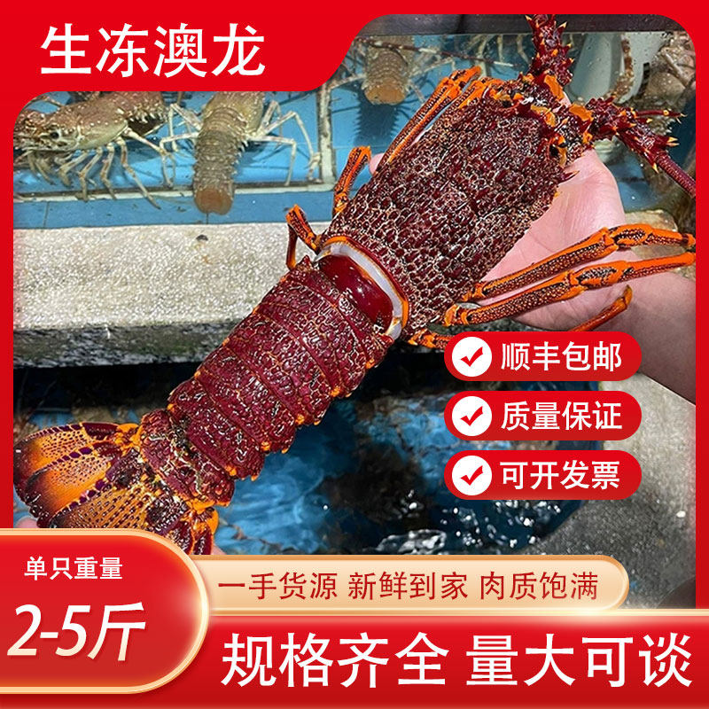 生冻澳龙澳洲龙虾新鲜速冻墨西哥生冻大红龙海鲜澳龙龙虾冷冻水产